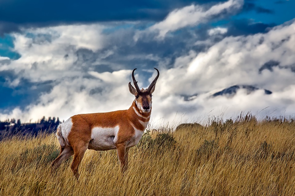 Yellowstone Deer